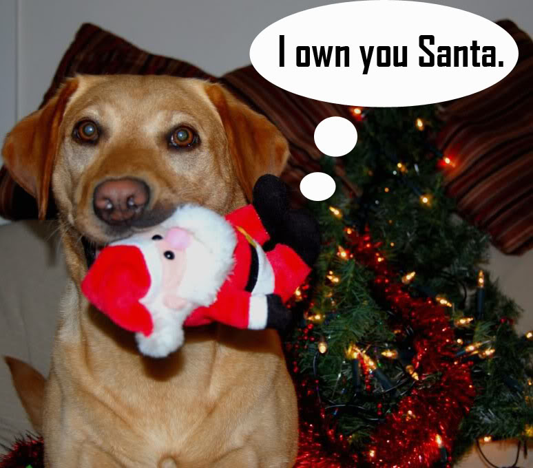 funny christmas images