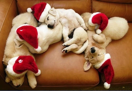 merry christmas funny pictures